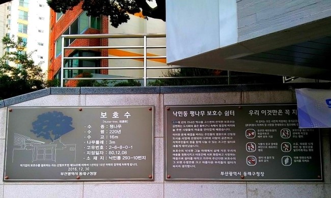 1797팽나무 하우스 내의 팽나무 안내문 사진