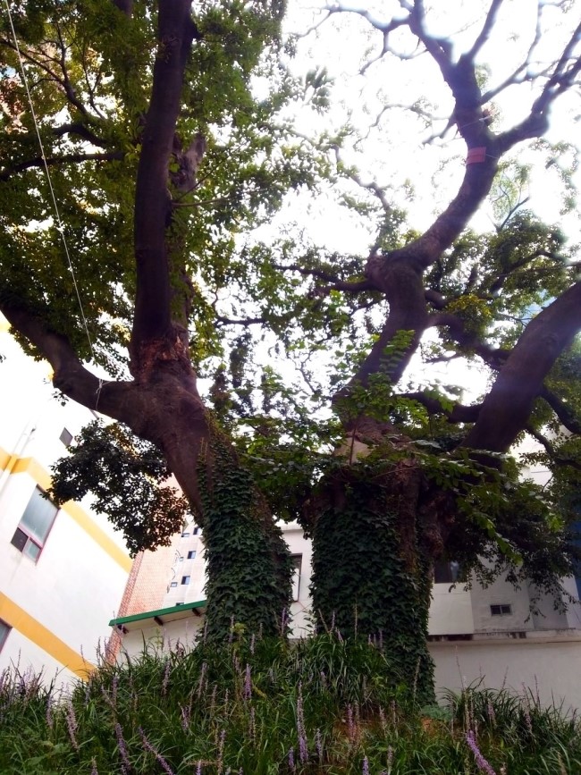 1797팽나무 하우스 내의 팽나무 사진1