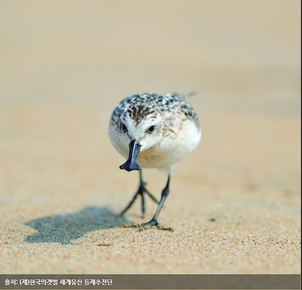 한국의 갯벌 [Getbol, Korean Tidal Flat] 이미지3