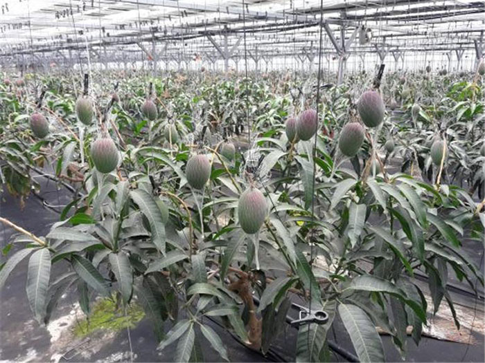 The First Harvest of Pesticide-free Apple Mangos in Busan썸네일