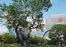 해운대 팽나무 “건강하네” 기사 이미지