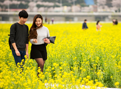 전국 최대 유채꽃 향연, 흠뻑 즐기세요! 기사 이미지