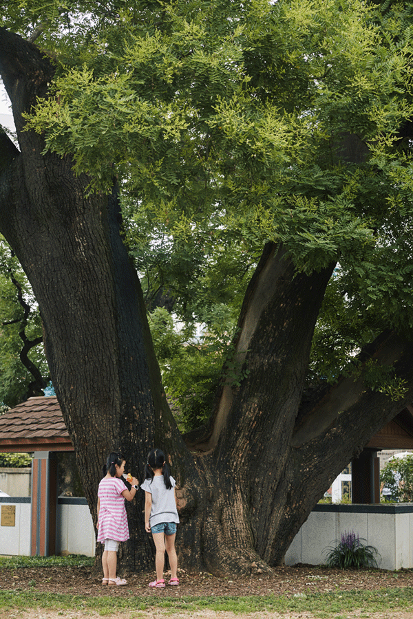 괴정동 회화나무 주변을 뛰어노는 아이들. 회화나무 샘터공원으로 만들어지면서 600년된 회화나무는 마을의 중심으로 역할을 꿋꿋하게 이어오고 있다.