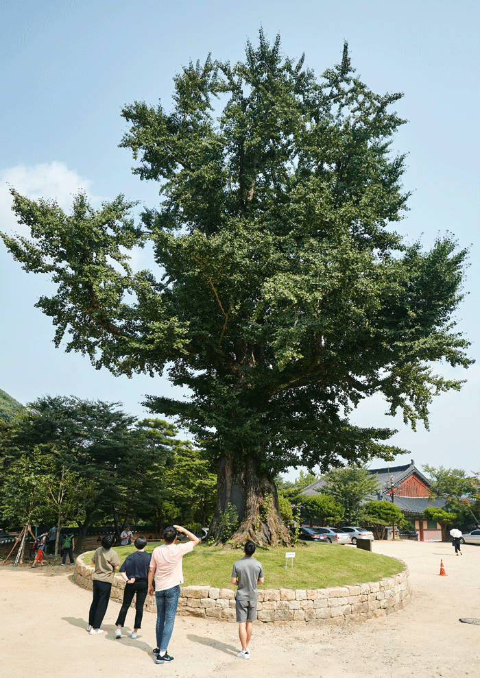 범어사 은행나무는 600년 동안 범어사를 지키며 범어사와 함께 했다. 이곳을 오가는 중생들의 간절한 기도소리가 키워낸 나무는 이제 스스로 기도하는 나무가 됐다. 사진·권성훈