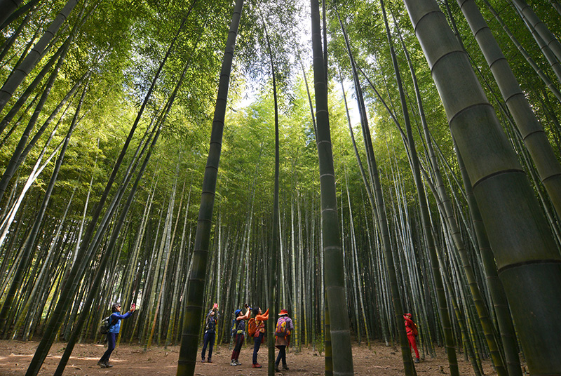 기장 아홉산 숲은 하늘 높이 뻗은 대나무 숲으로 유명하다. 대나무 숲은 영화 촬영지로도 인기다.