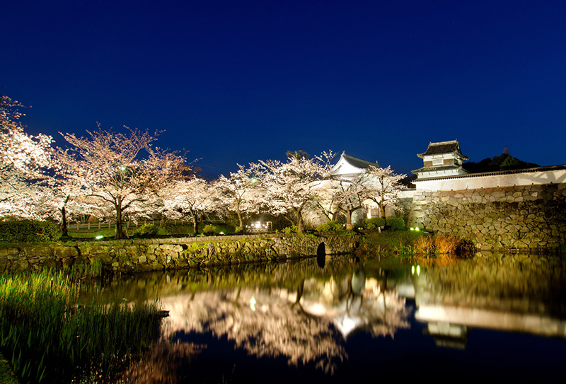 후쿠오카의 봄은 부산의 봄처럼 벚꽃으로 가득하다.