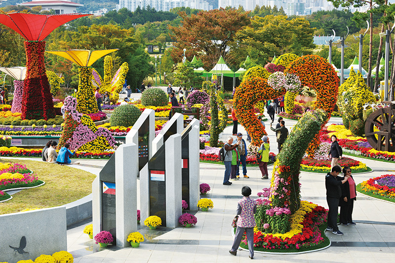 국화꽃이 만개한 UN평화공원.