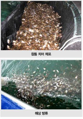 참돔 치어 채포, 해상 방류 사진 사진