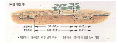 밭만들기 고랑 외골재배 60~70cm 30~40cm 2중재배 120~130cm 30~40cm 외골재배:물빠짐이 더딘 밭에 적용 2중재배: 물빠짐이 좋은 밭에 적용
