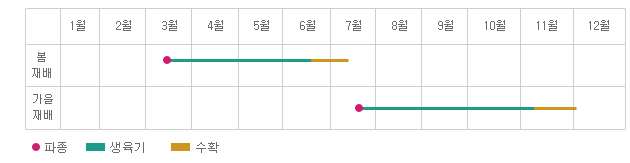 연간재배형태 이미지 - 봄재배 : 3월에 파종, 3월에서 6월중순까지 생육기 6월중순부터 7월중순까지 수확 , 가을재배 : 7월에 파종 7월부터 11월초까지 생육기 11월 초순부터 수확