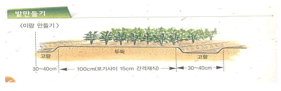 밭만들기 - 이랑만들기 : 고랑(30~40cm), 두둑(100cm(포기사이 15cm 간격재식), 고랑(30~40cm)