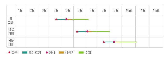 연간재배형태 - 봄재배 : 4월중순에 파종 5월중순까지 모기르기 및 정식, 5월말까지 생육기 7월초까지 수확.
여름재배 : 6월초순에 파종 7월초순까지 모기르기 및 정식, 7월중순까지 생육기 8월말까지 수확.
가을재배 : 8월중순에 파종 9월초순까지 모기르기 및 정식, 9월중순까지 생육기 10월말까지 수확.
