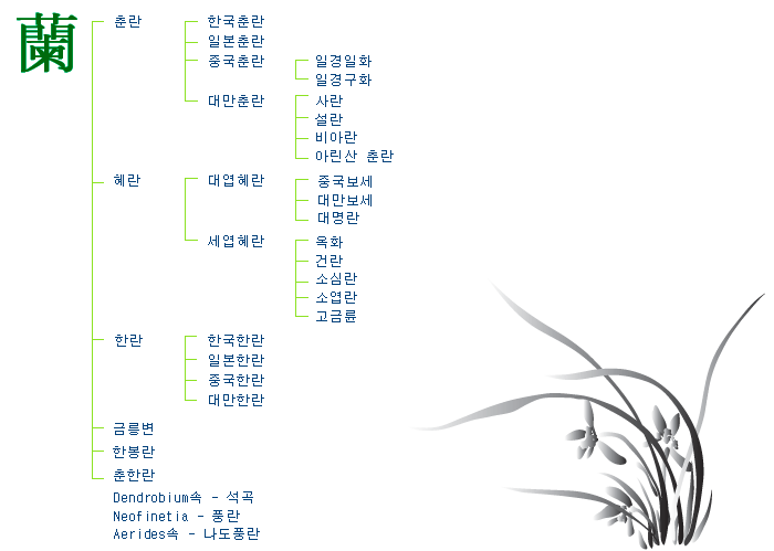 동양란의 계통 : 춘란, 한국춘란, 일본춘란, 중국춘란, 일경일화, 일경구화, 대만춘란, 사란, 설란, 비아란, 아린산 춘란, 혜란, 대엽혜란, 중국보세, 대만보세, 대명란, 세엽혜란, 옥화, 건란, 소심란, 소엽란, 고금륜, 한란, 한국한란, 일본한란, 중국한란, 대만한란, 금릉변, 한봉란, 춘한란, Dendrobium속 석곡, Neofinetia 풍란, Aerides속 나도풍란