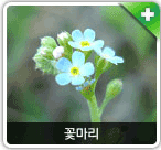 초본식물 꽃마리 사진