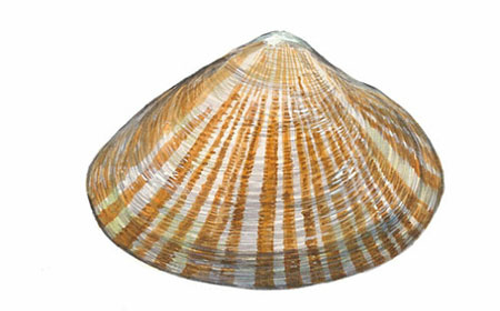 개량조개(Hen clam)