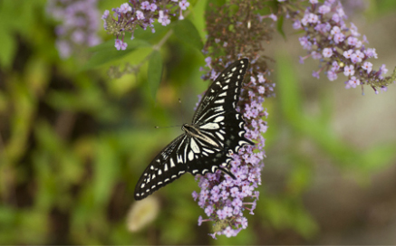 호랑나비 Papilio xuithus Linnaeus