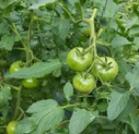 토마토재배모습