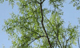 회화나무 사진