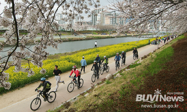 벚꽃이 흐드러진 온천천에서 자전거를 타고 달리는 시민들