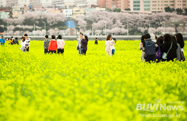 유채꽃밭에서 즐거운 시간을 보내고 있는 시민들