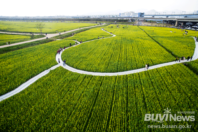 하늘에서 헬리캠으로 촬영한 대저생태공원 유채꽃밭 모습