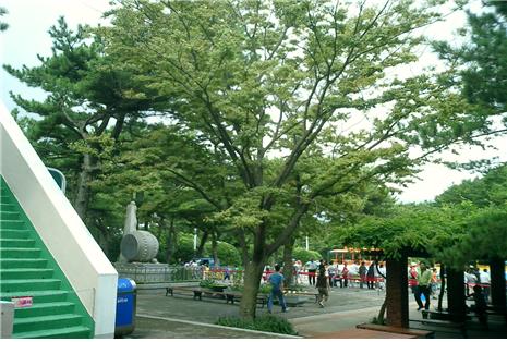 88올림픽기념 사진