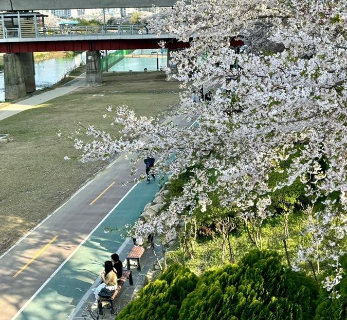 [Busan Travel Log] Oncheoncheon Stream : Enjoy the Cherry Blossom along the stream