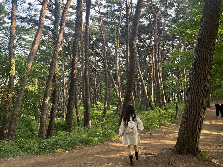 [Busan Travel Log] Ahopsan Forest in Gijang