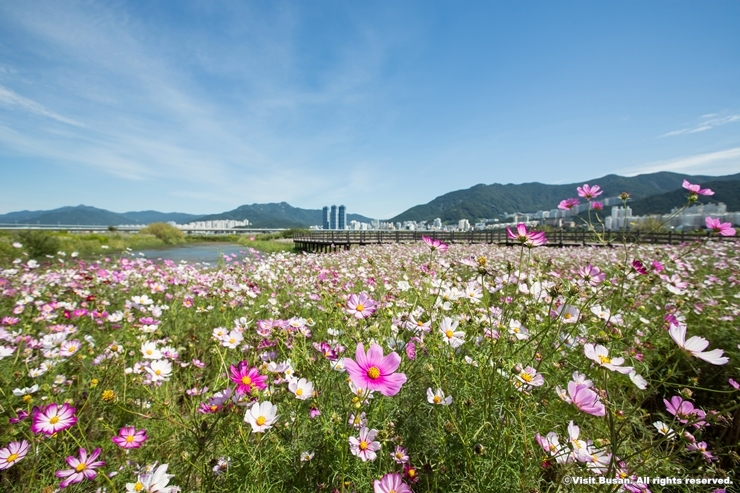 2017_강서구_맥도생태공원05 (1)