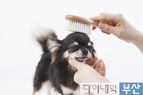 반려동물박람회