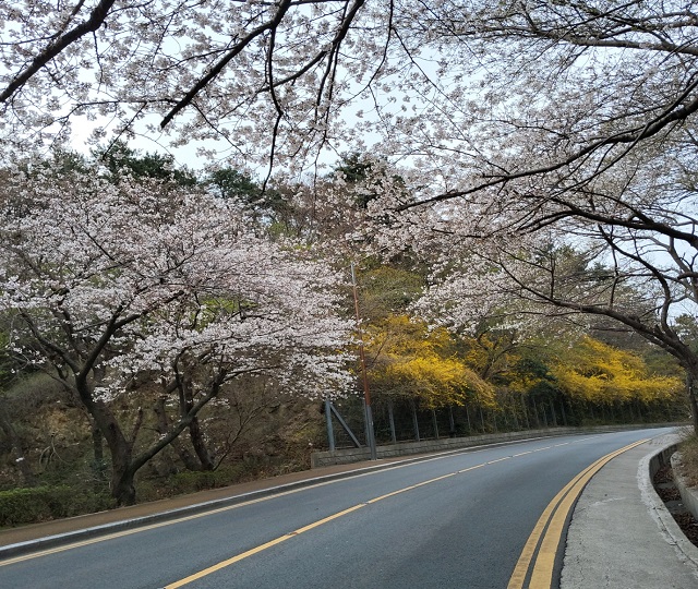 벚꽃터널(개나리)2