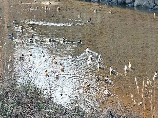 송정천 청둥오리0