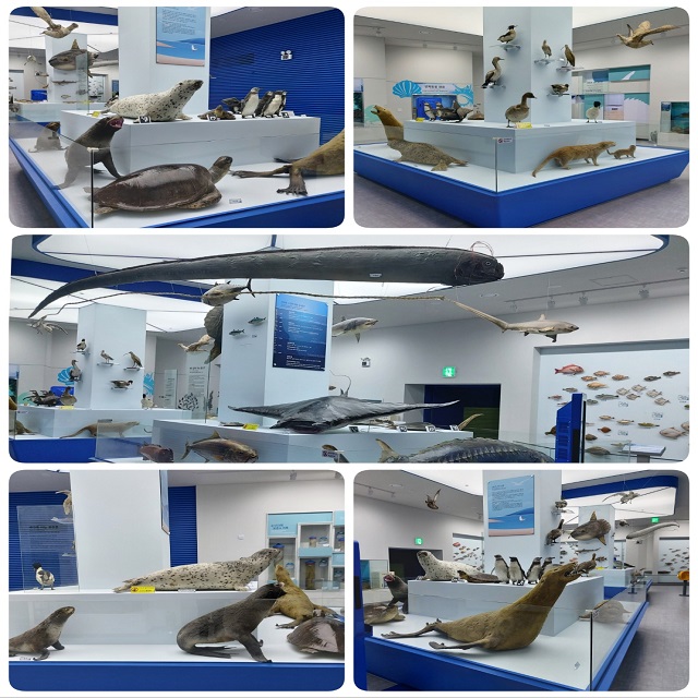 박제수산물 모음