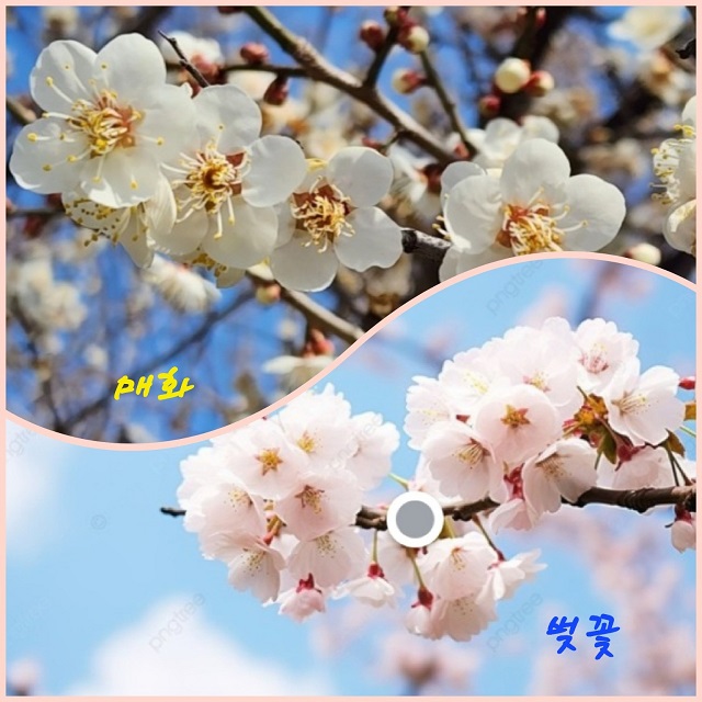 매화와 벚꽃