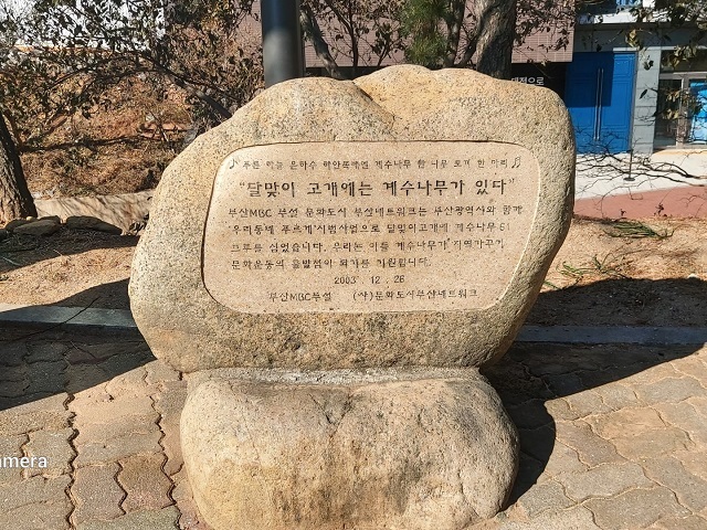 달맞이 계수나무