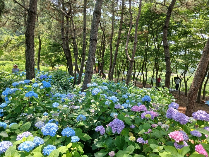 KakaoTalk_20250615_154238406