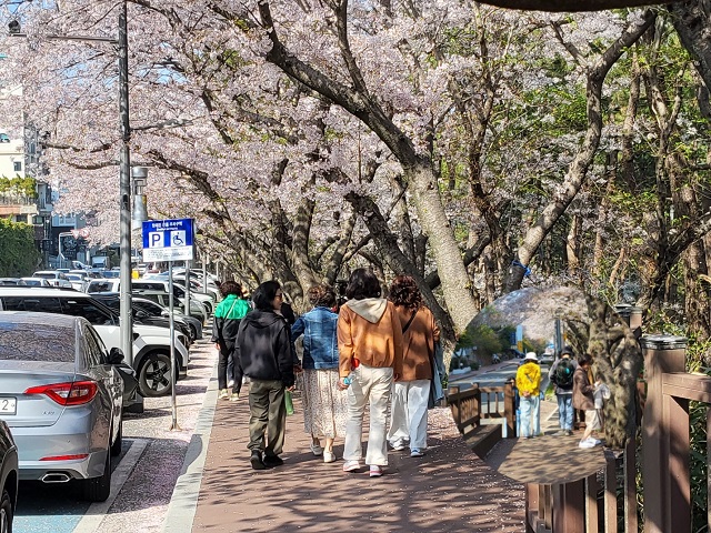 벚꽃북적