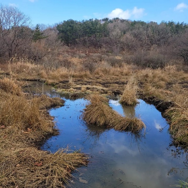 습지전경