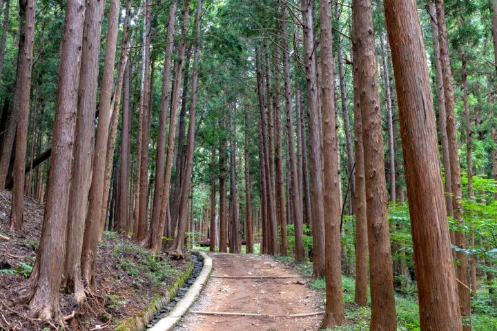 성지곡편백나무숲길