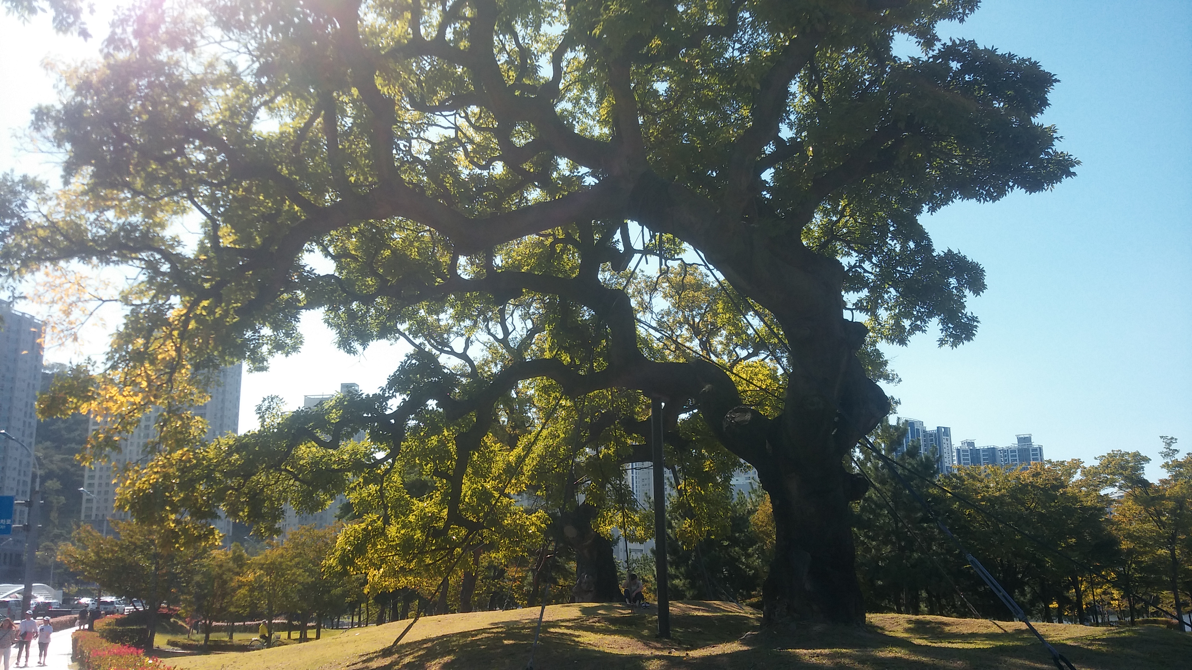 팽나무 두 그루