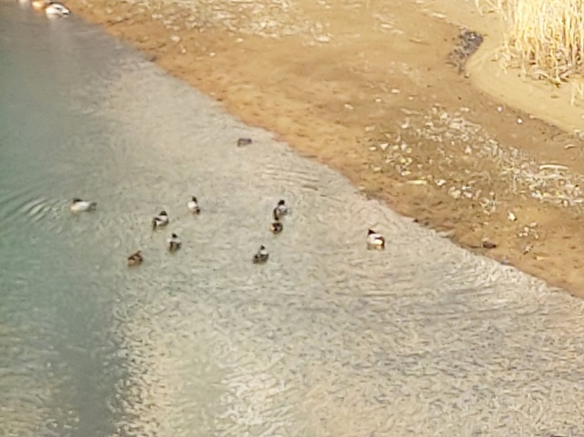 송정천 청둥오리4