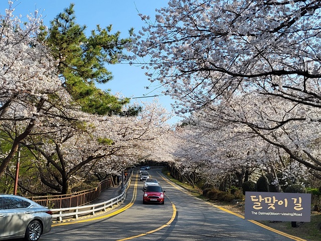 벚꽃터널1