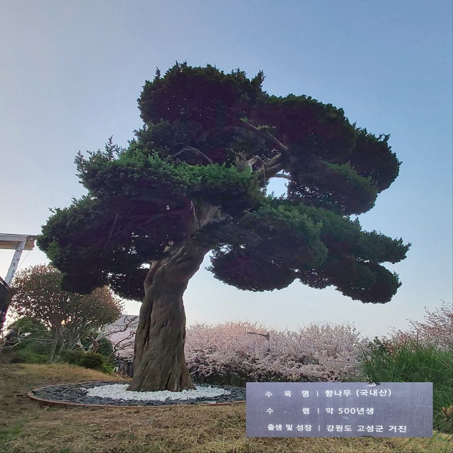 향나무(500년)1