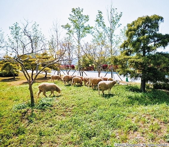 4-3_cw10_해운대수목원 양떼_권성훈-crop