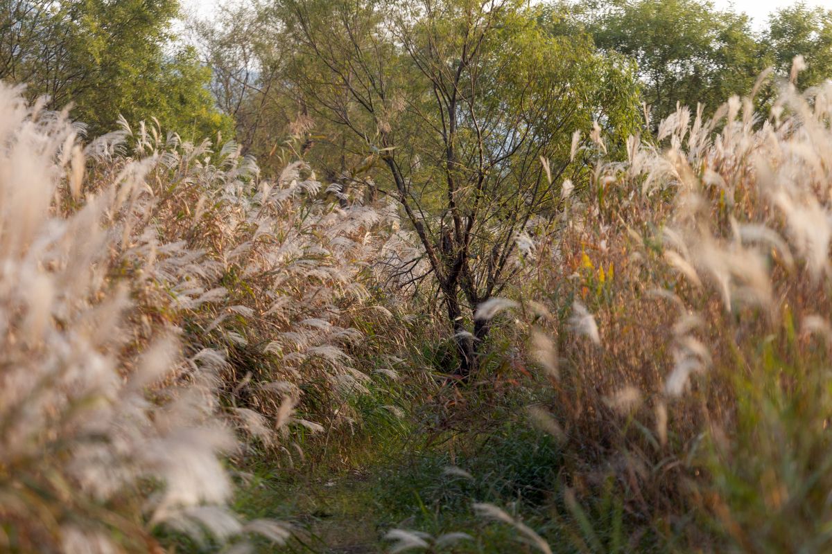 삼락생태공원_3