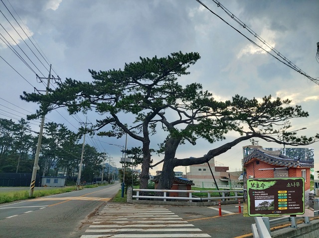 소나무 보호수