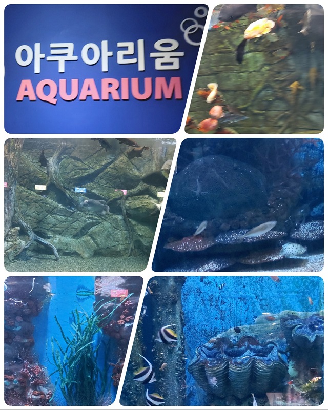 아쿠아리움