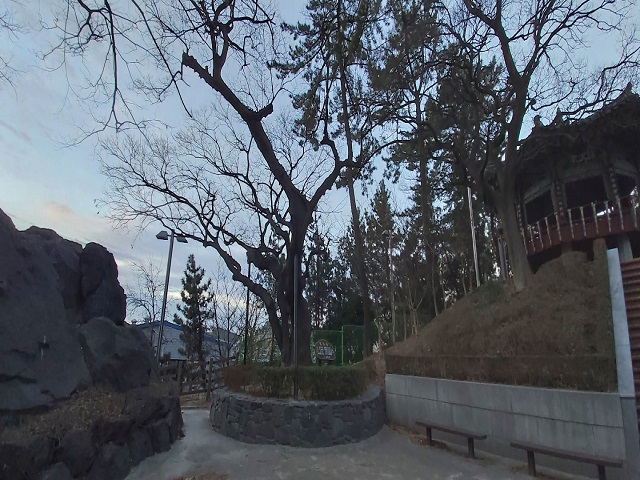 보호수