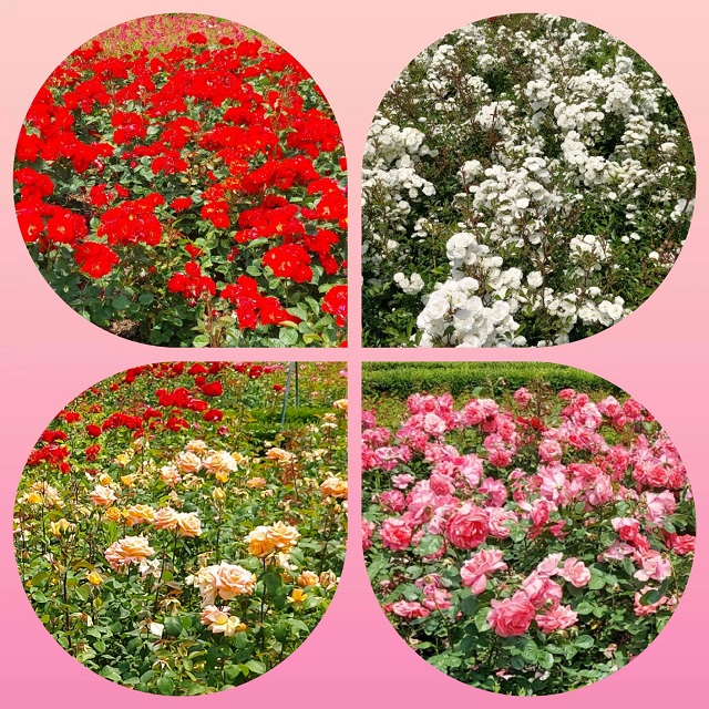 형형색색 장미