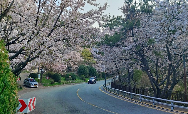 달맞이길 벚꽃